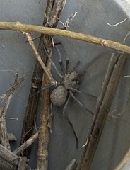 Araneae