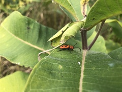 Tetraopes tetrophthalmus