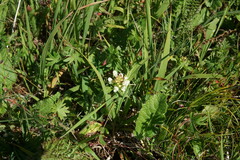 Prunella laciniata