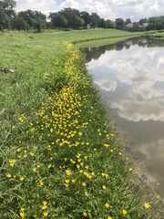 Zephyranthes pulchella