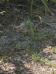 Aspidoscelis sexlineatus