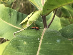 Tetraopes tetrophthalmus