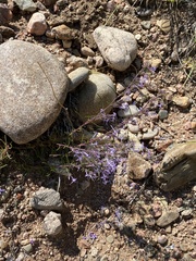 Ipomopsis multiflora