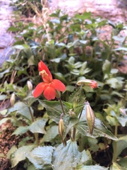 Erythranthe verbenacea