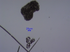 Microcystis wesenbergii