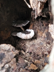 Leucoagaricus rubrotinctus