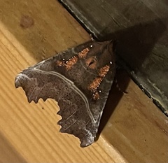 Scoliopteryx libatrix
