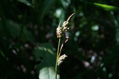 Carex tomentosa