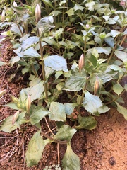 Erythranthe verbenacea