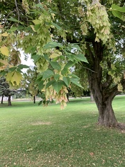 Acer ginnala