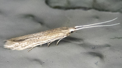 Coleophora
