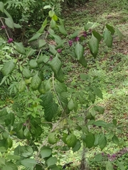 Callicarpa americana
