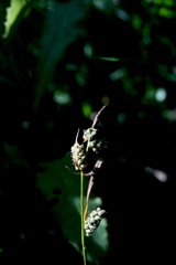 Carex tomentosa
