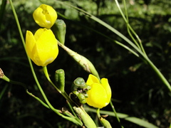 Iridaceae