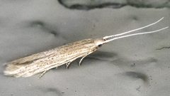 Coleophora