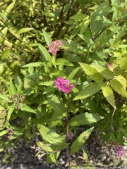 Spiraea japonica