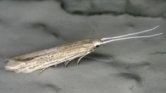 Coleophora