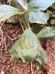 Erythranthe verbenacea