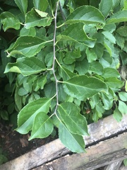 Celastrus orbiculatus