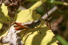 Gomphocerippus rufus