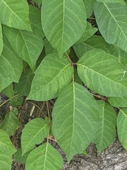 Toxicodendron