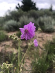 Mirabilis linearis