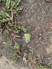 Heterotheca grandiflora