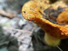 Hypomyces lactifluorum