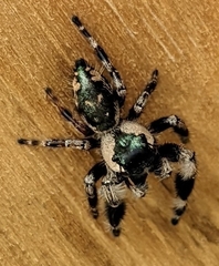 Phidippus otiosus