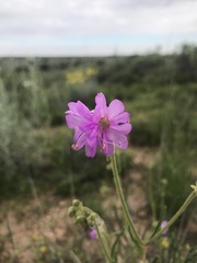 Mirabilis linearis