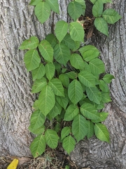 Toxicodendron