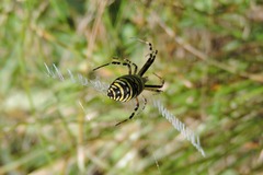 Argiope bruennichi