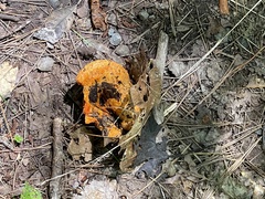 Hypomyces lactifluorum
