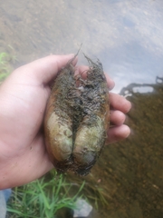 Ortmanniana ligamentina