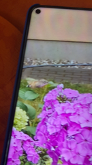 Macroglossum stellatarum