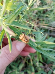 Carpocoris fuscispinus