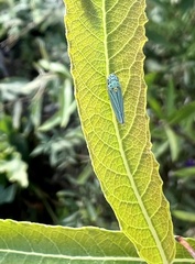 Graphocephala atropunctata