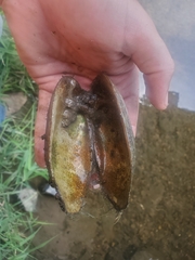 Ortmanniana ligamentina