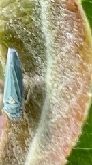 Graphocephala atropunctata