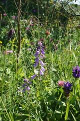 Campanula bononiensis