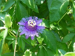 Passiflora incarnata × cincinnata