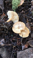 Marasmiineae