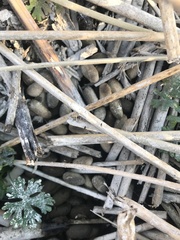 Hydrochoerus hydrochaeris