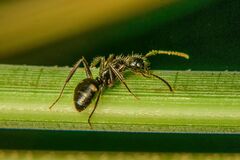 Camponotus sexguttatus