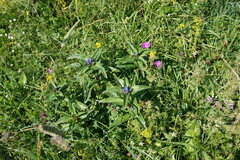 Gentiana cruciata