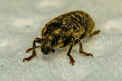 Rhinocyllus conicus