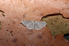 Idaea straminata