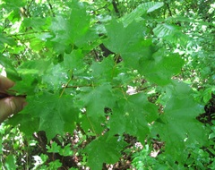 Acer leucoderme