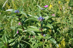 Gentiana cruciata