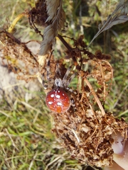 Araneus quadratus